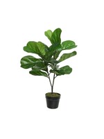Everlands Fig Tree in a Plastic Pot (L)50.00 (W)50.00 (H)71.00cm