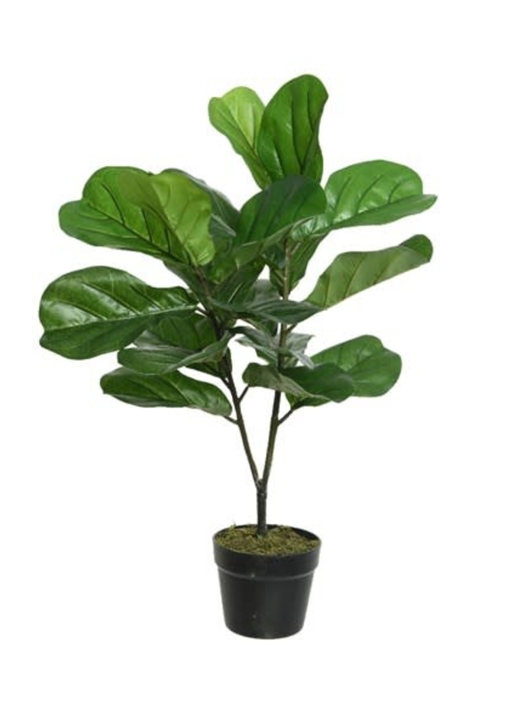 Everlands Fig Tree in a Plastic Pot (L)50.00 (W)50.00 (H)71.00cm