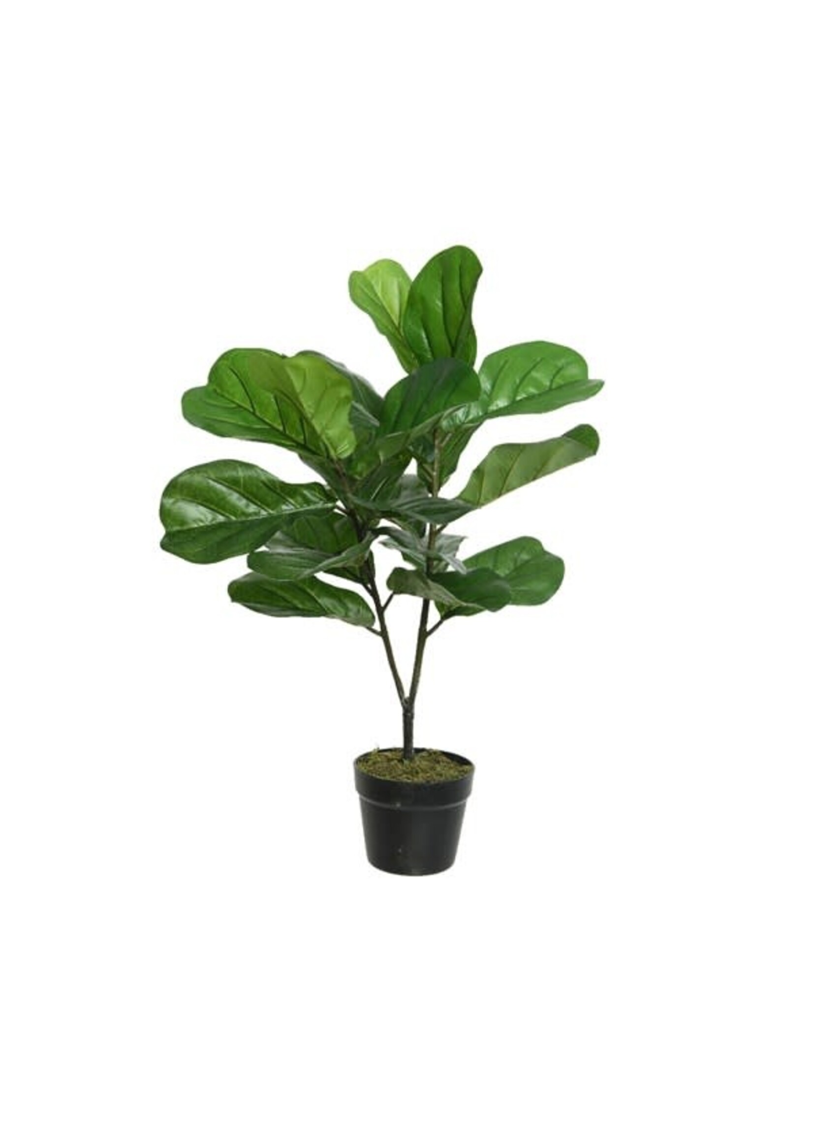 Everlands Fig Tree in a Plastic Pot (L)50.00 (W)50.00 (H)71.00cm