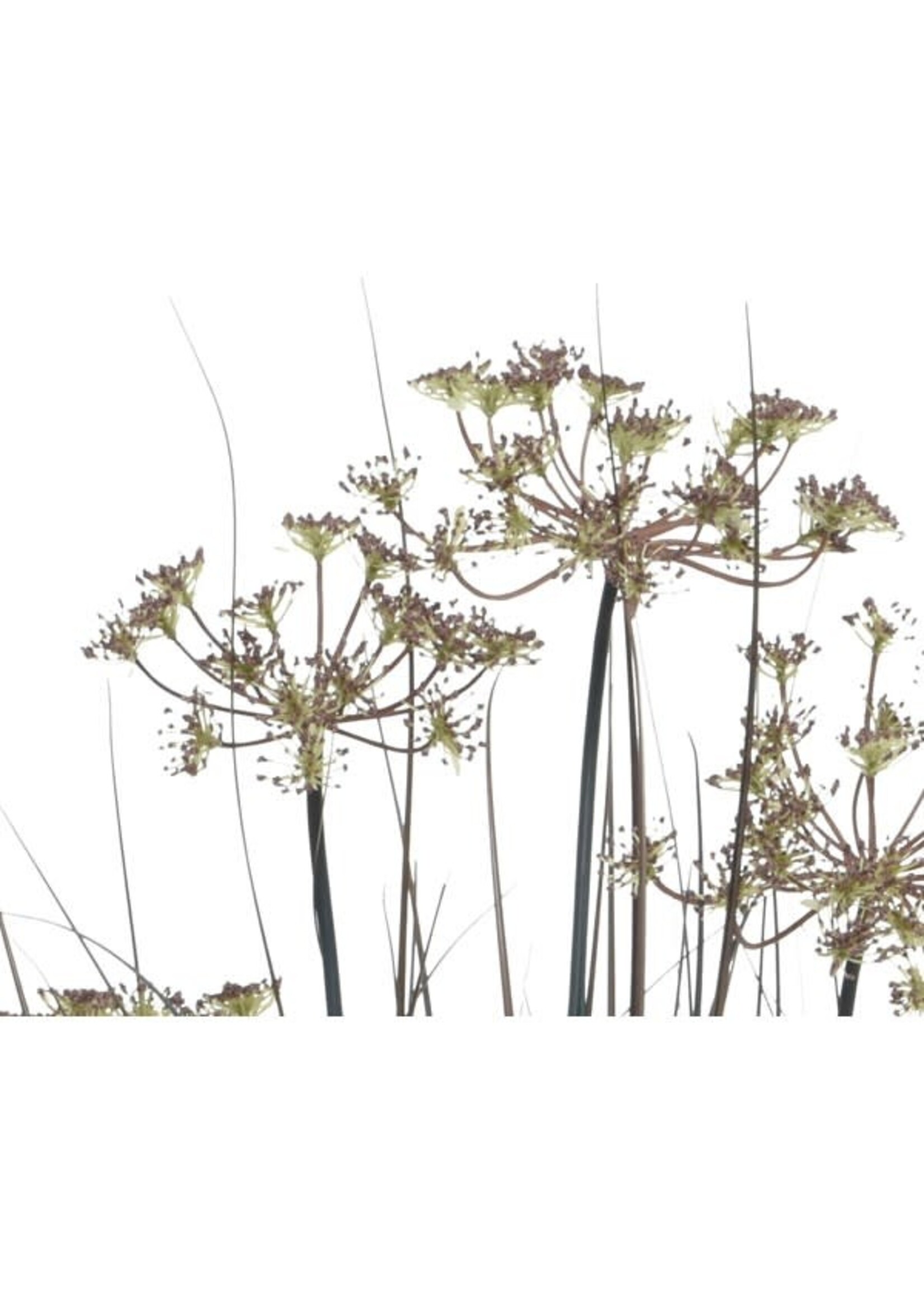 Everlands Purple/Grey Grass L33.00-W33.00-H90.00cm