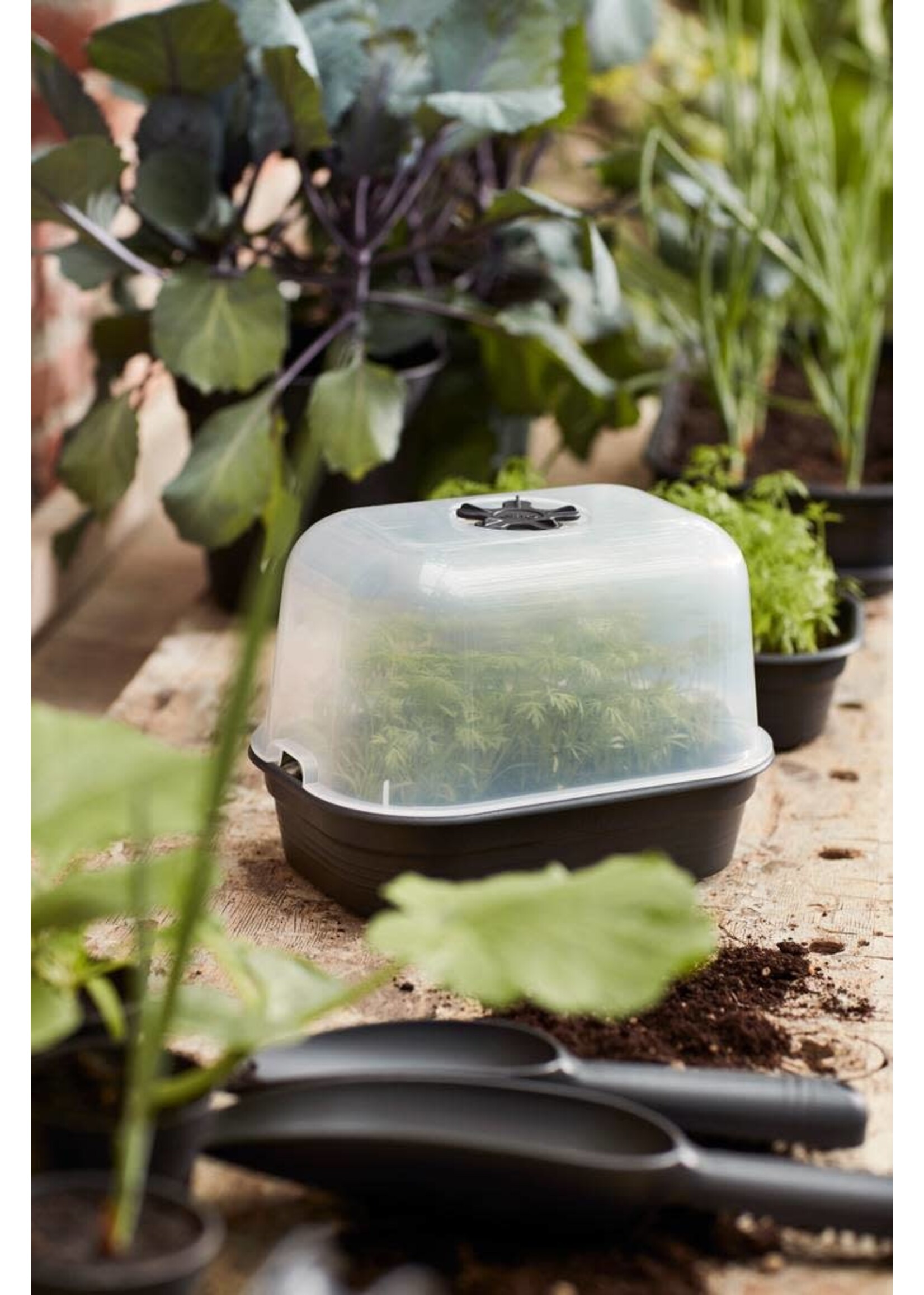 Elho Grow House Lid Transparent
