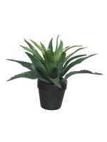 Everlands Everlands Aloe Vera in a Pot (H)25.00cm