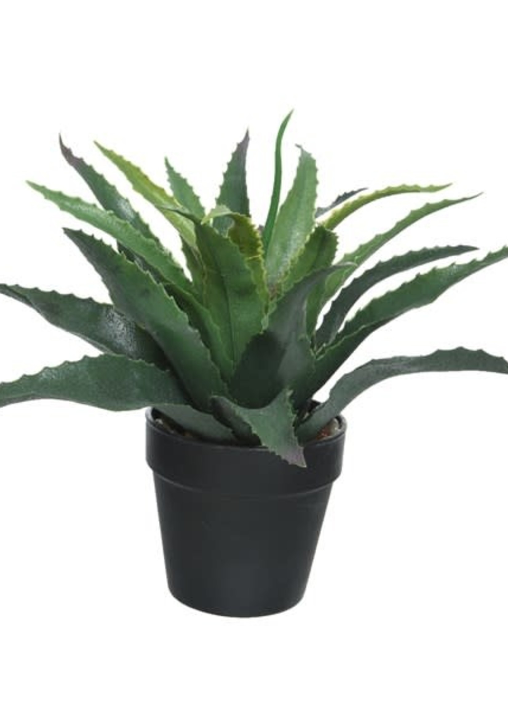 Everlands Everlands Aloe Vera in a Pot (H)25.00cm