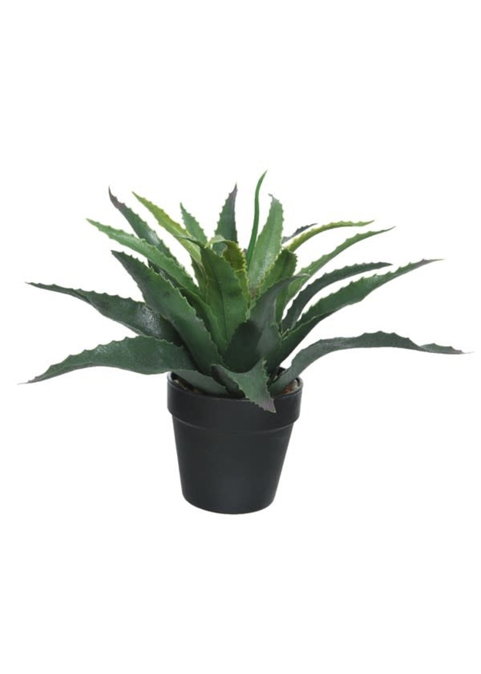 Everlands Everlands Aloe Vera in a Pot (H)25.00cm