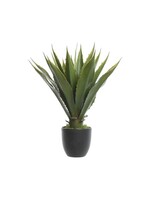 Everlands Everlands Agave in a Plastic Pot 55.00cm