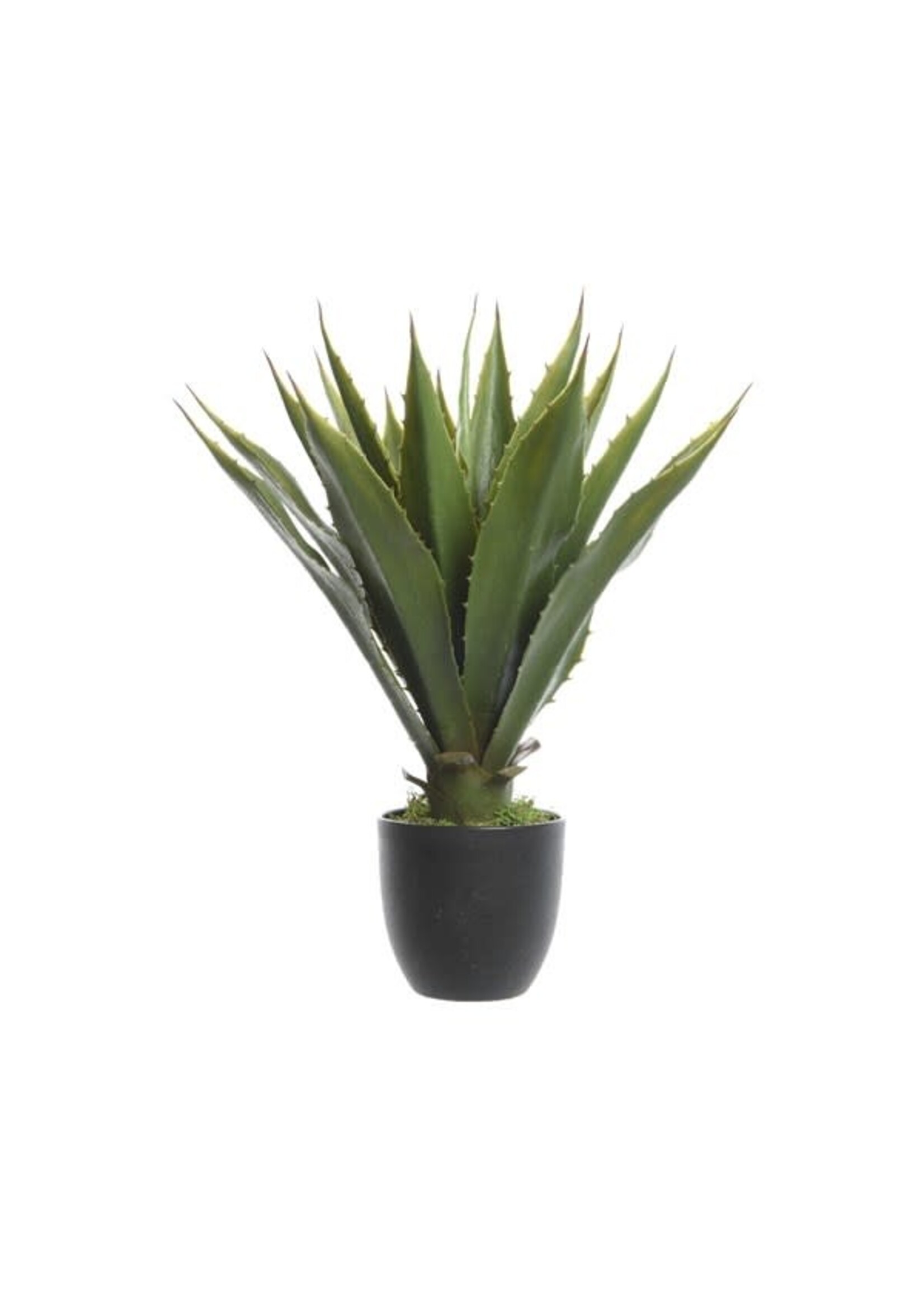 Everlands Everlands Agave in a Plastic Pot 55.00cm