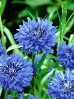 Unwins Wildflower - Cornflower