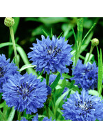 Unwins Wildflower - Cornflower