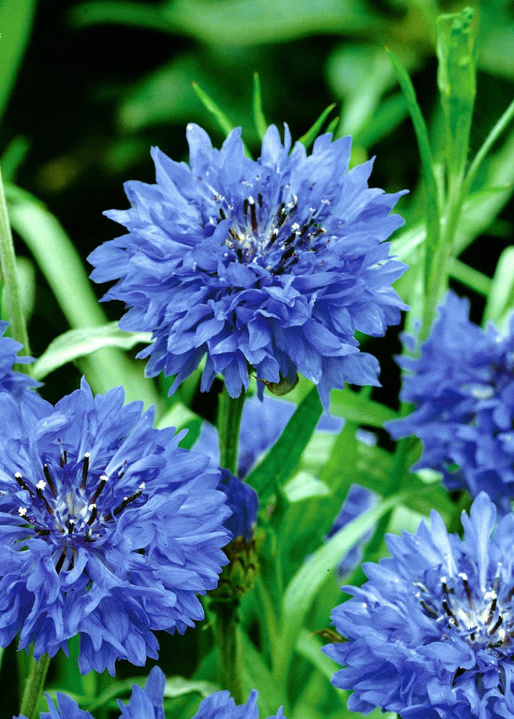 Unwins Wildflower - Cornflower