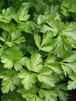 Unwins Parsley - Italian Plain Leaved