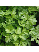 Unwins Parsley - Italian Plain Leaved
