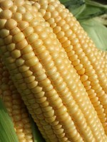 Unwins Sweetcorn - Goldcrest F1