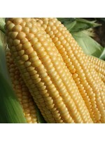 Unwins Sweetcorn - Goldcrest F1