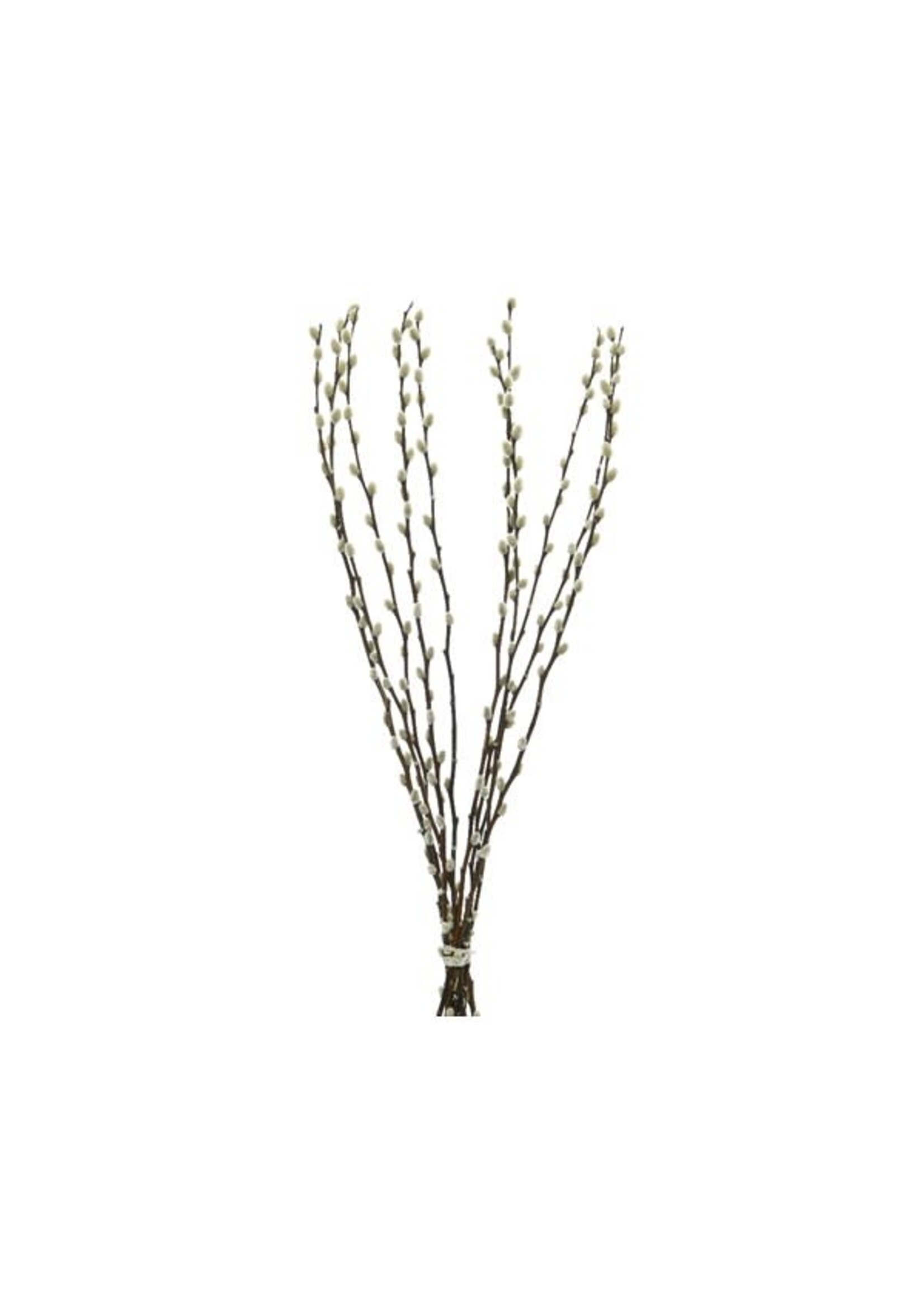 Decoris Pussy willow pussy Bunch 70cm