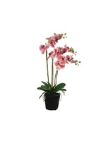 Decoris Orchid Plant in a Pot 62cm