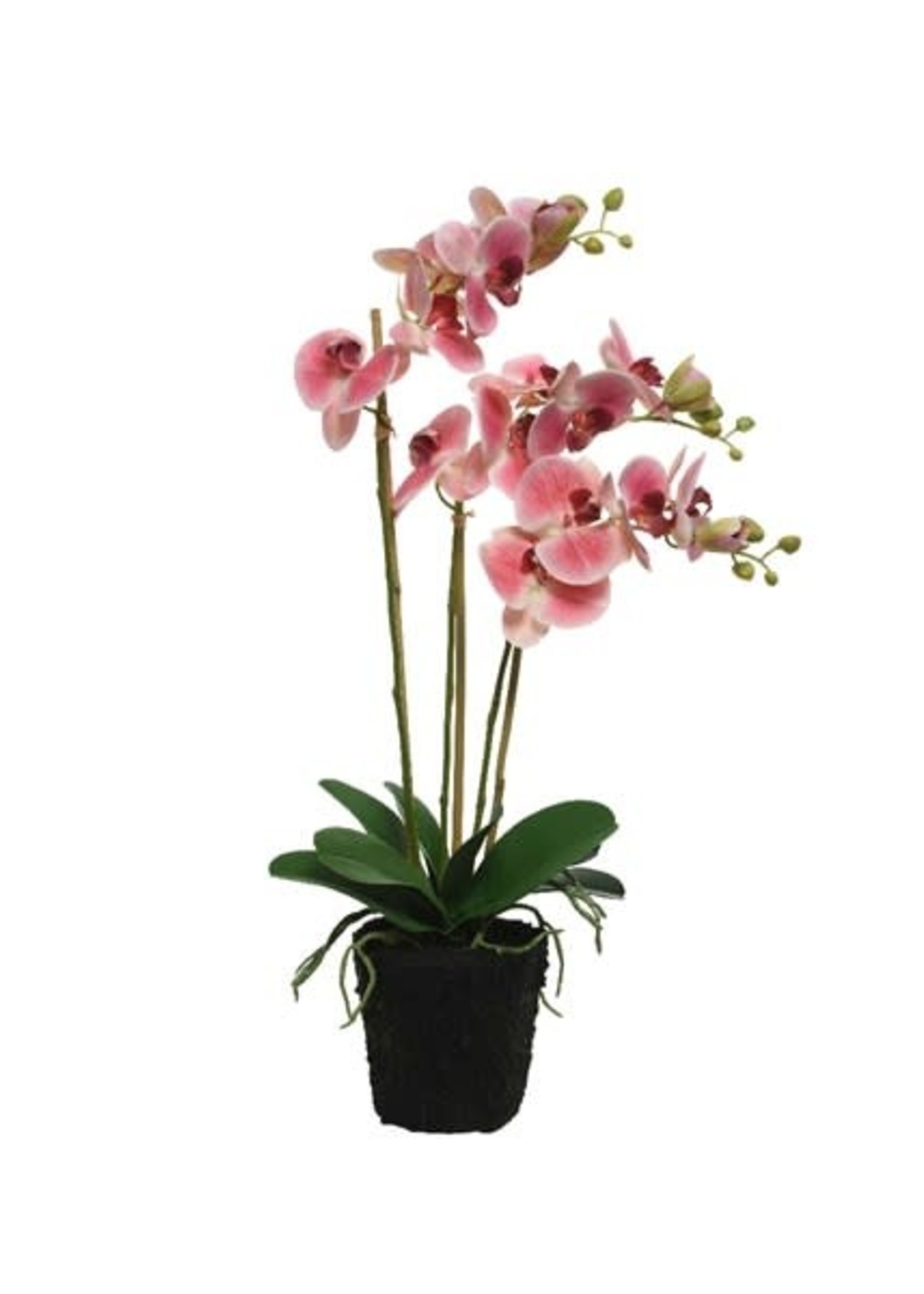 Decoris Orchid Plant in a Pot 62cm