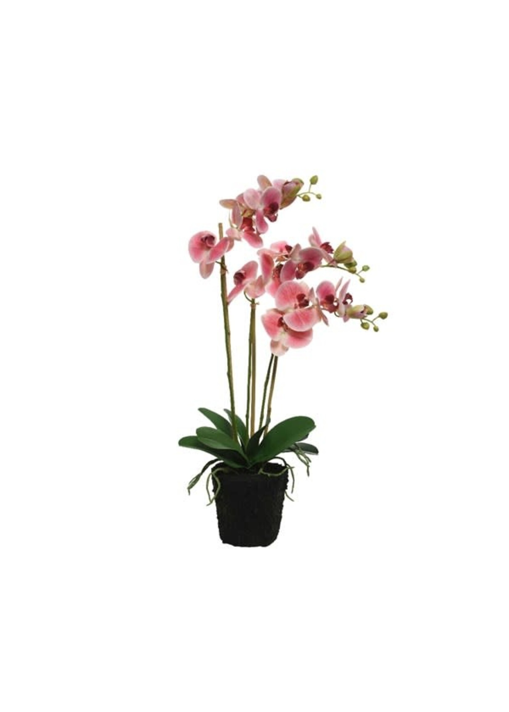Decoris Orchid Plant in a Pot 62cm