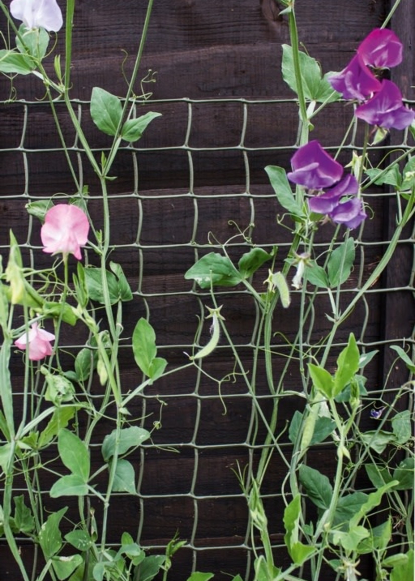 Ambassador Climbing Plant Support Netting Green 5m x 0.5m