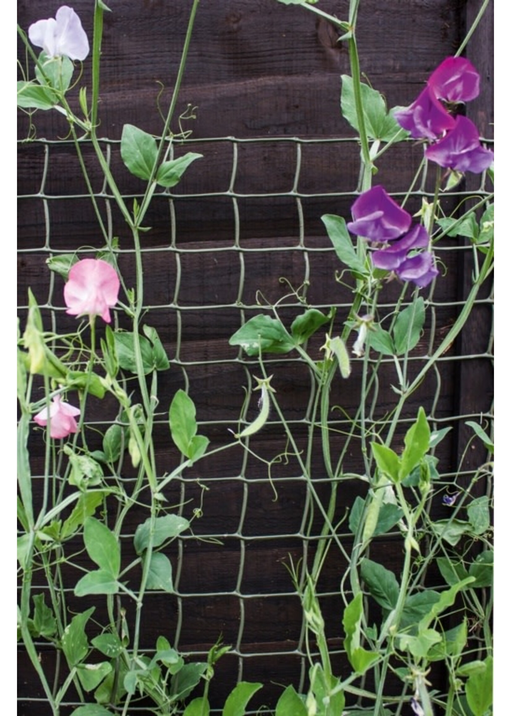 Ambassador Climbing Plant Support Netting Green 5m x 0.5m