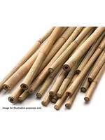Apollo gardens Ltd Bamboo Canes