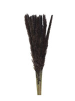 Decoris Pampas Grass Bunch Dark Brown / Black