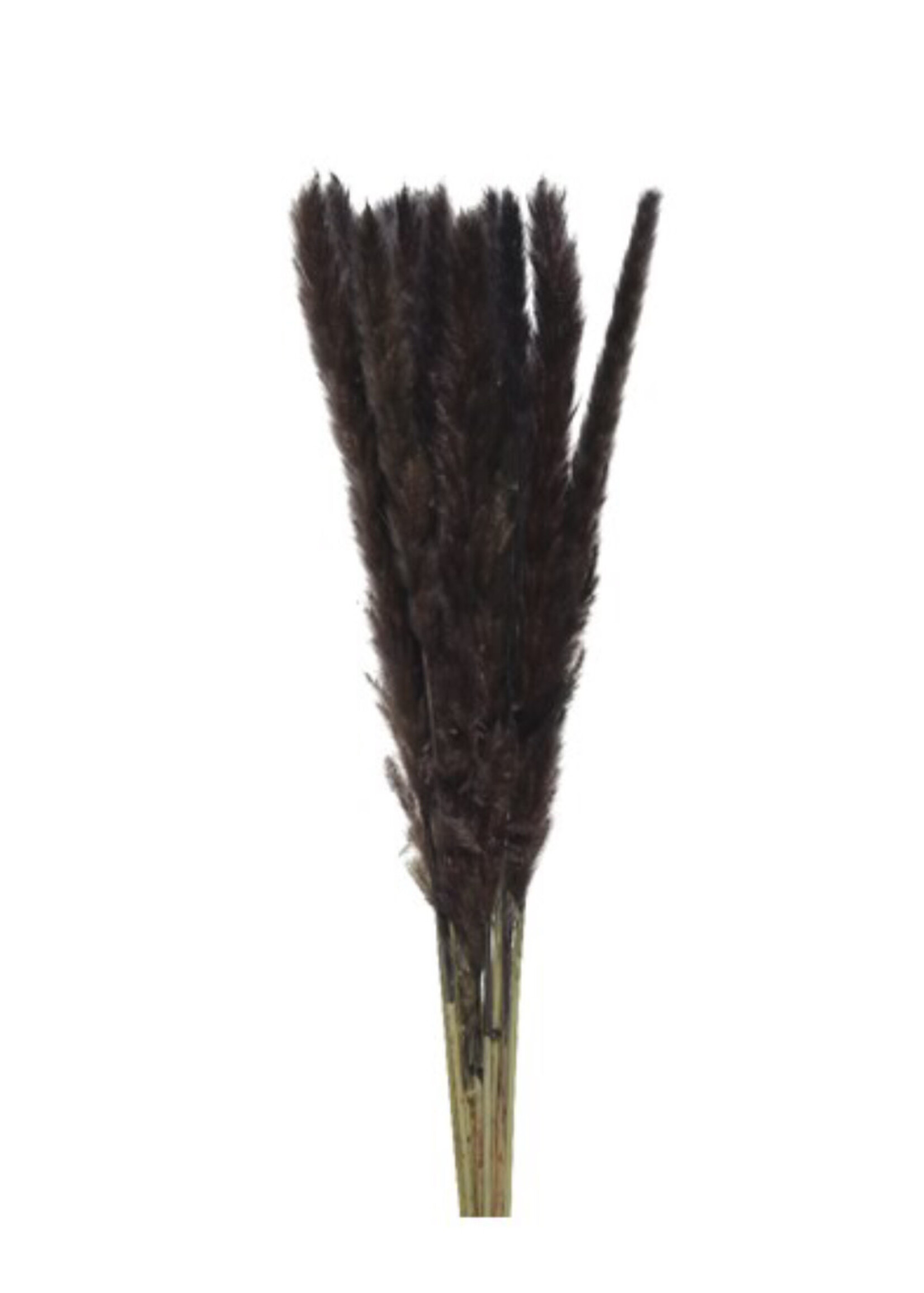 Decoris Pampas Grass Bunch Dark Brown / Black