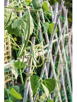 Apollo gardens Ltd Ambassador Pea and Bean Net 6 x 2m