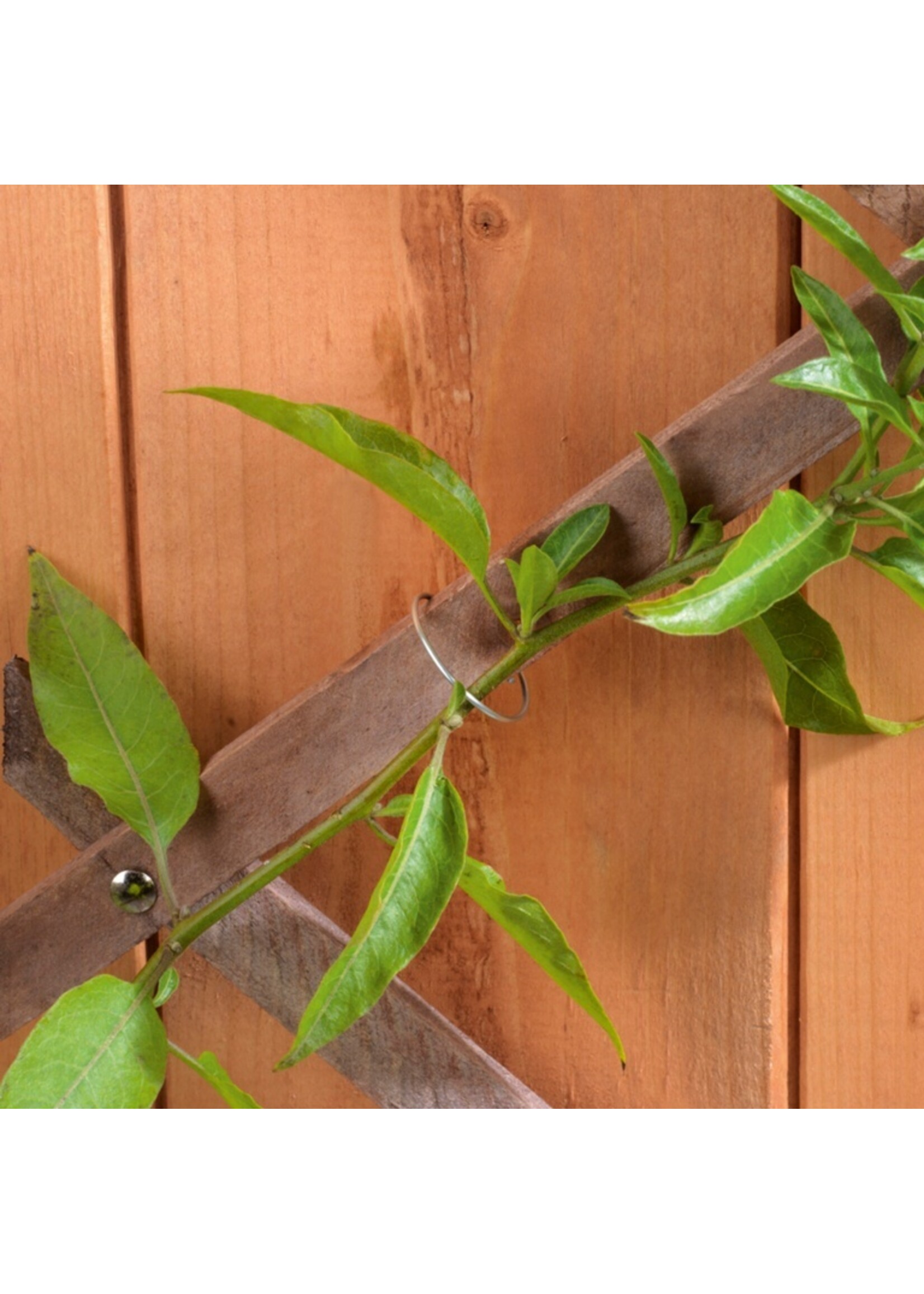 Ambassador Ambassador Galvanised Plant Rings