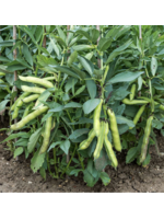 Unwins Broad Bean - Luz De Otono