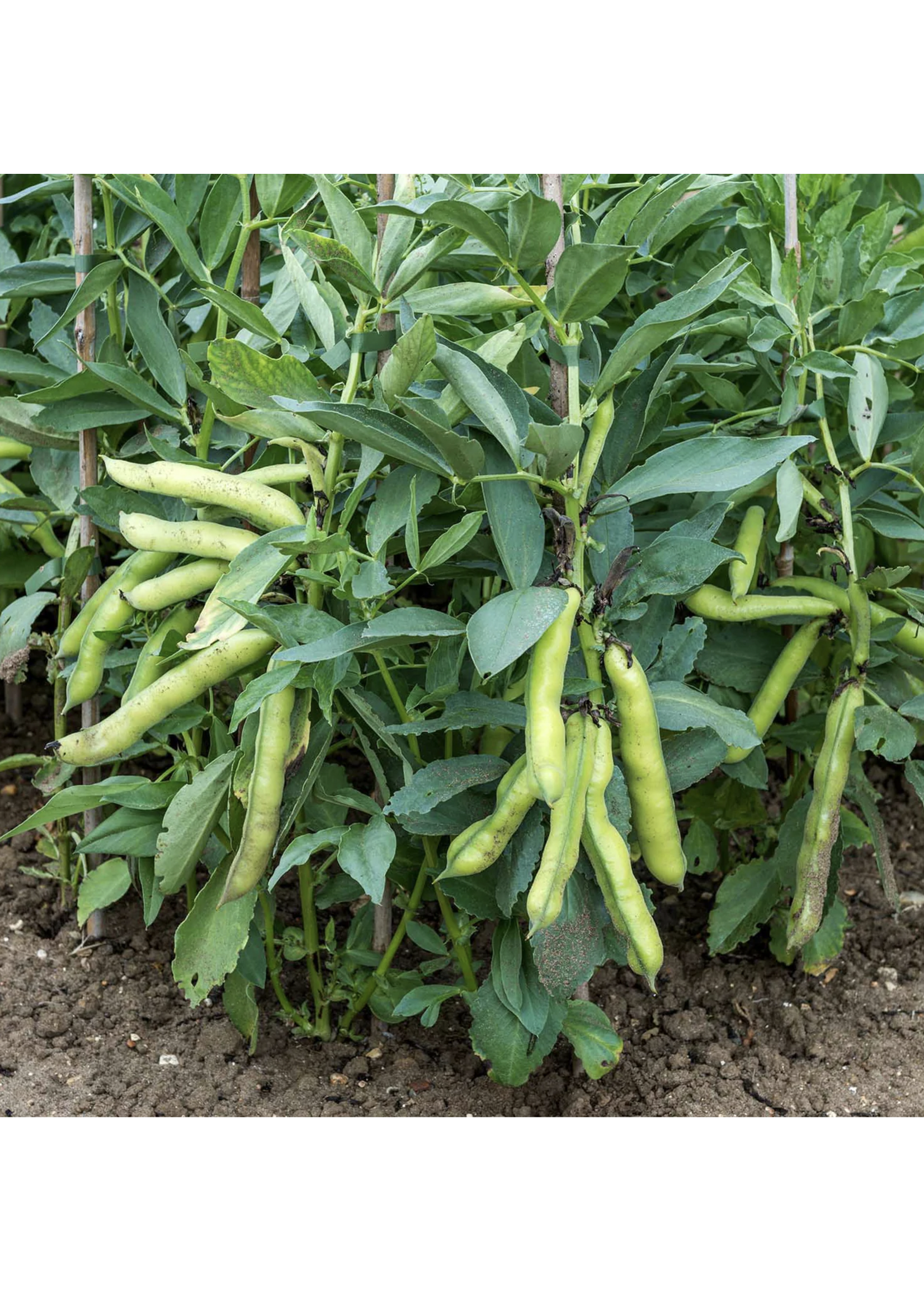 Unwins Broad Bean - Luz De Otono