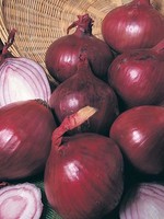 Unwins Onion (Globe) - Red Baron