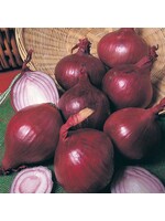 Unwins Onion (Globe) - Red Baron