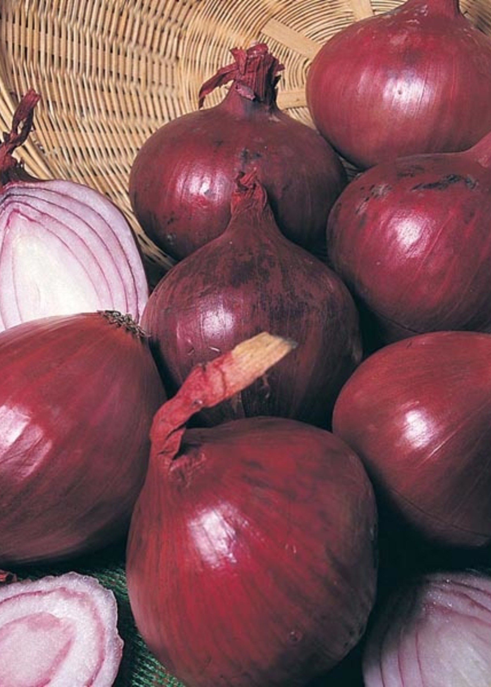 Unwins Onion (Globe) - Red Baron