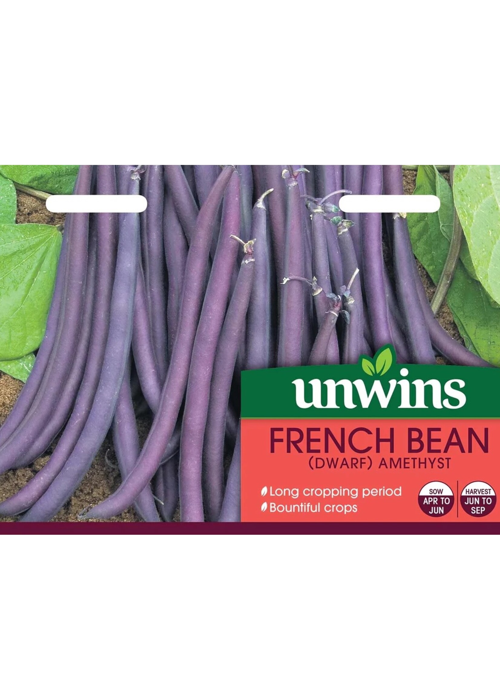 Unwins French Bean (Dwarf) - Amethyst