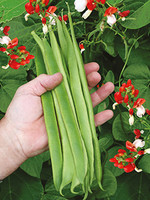 Unwins Runner Bean - St George