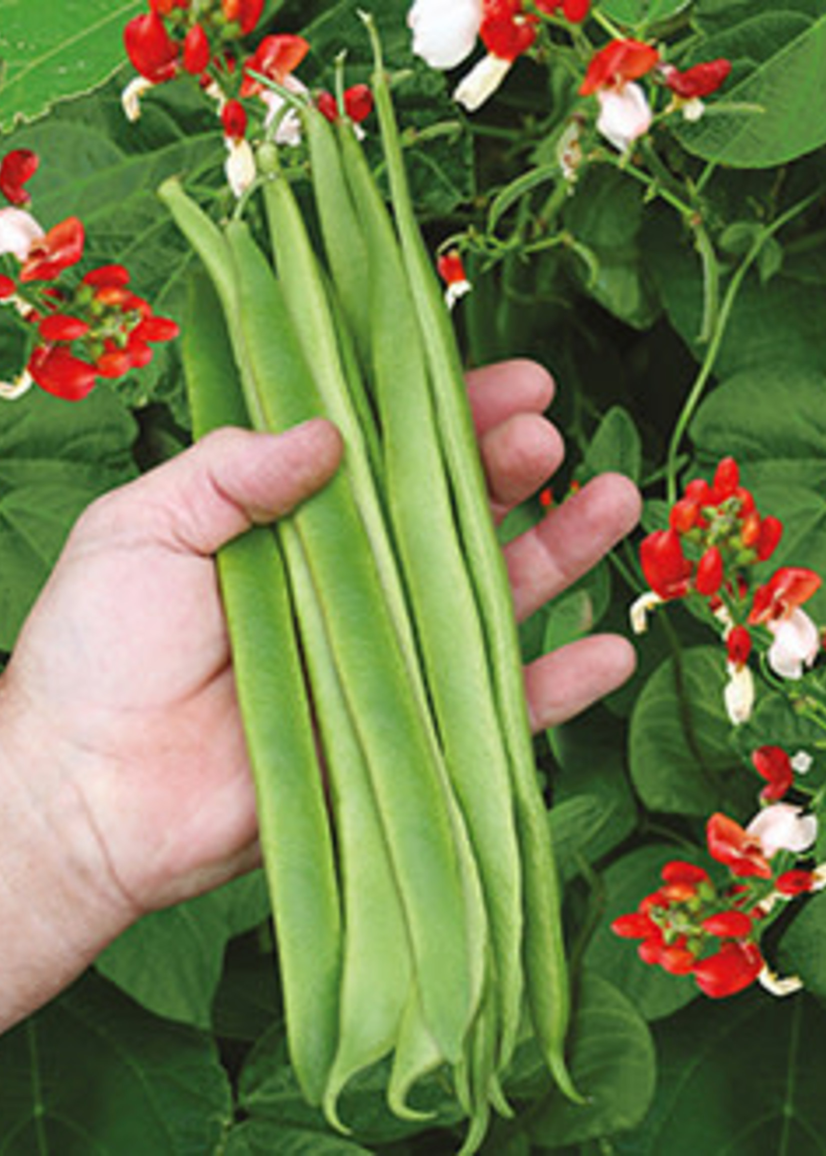 Unwins Runner Bean - St George