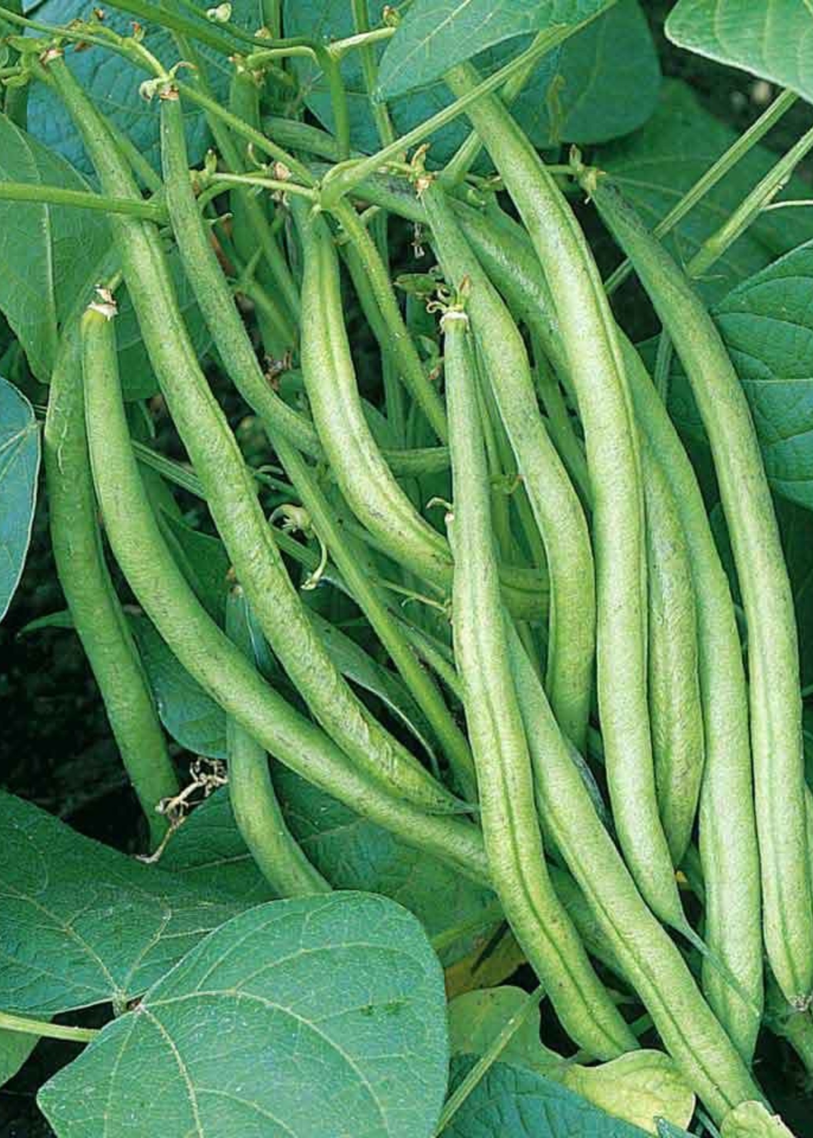 Unwins French Bean (Dwarf) Delinel