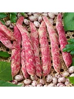 Unwins French Bean (dwarf) Barlotta Lingua Di Fuoco Nano