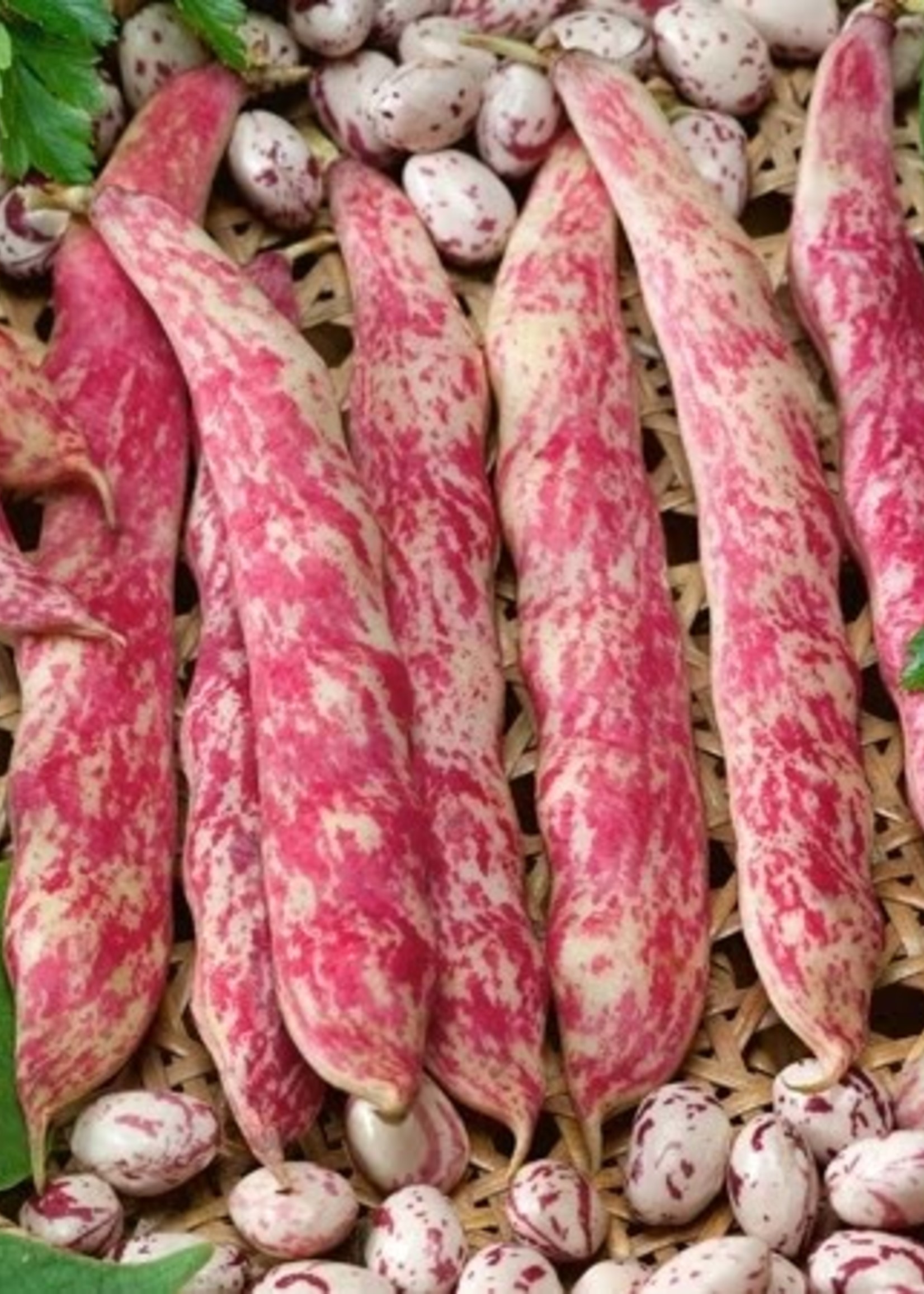 Unwins French Bean (dwarf) Barlotta Lingua Di Fuoco Nano