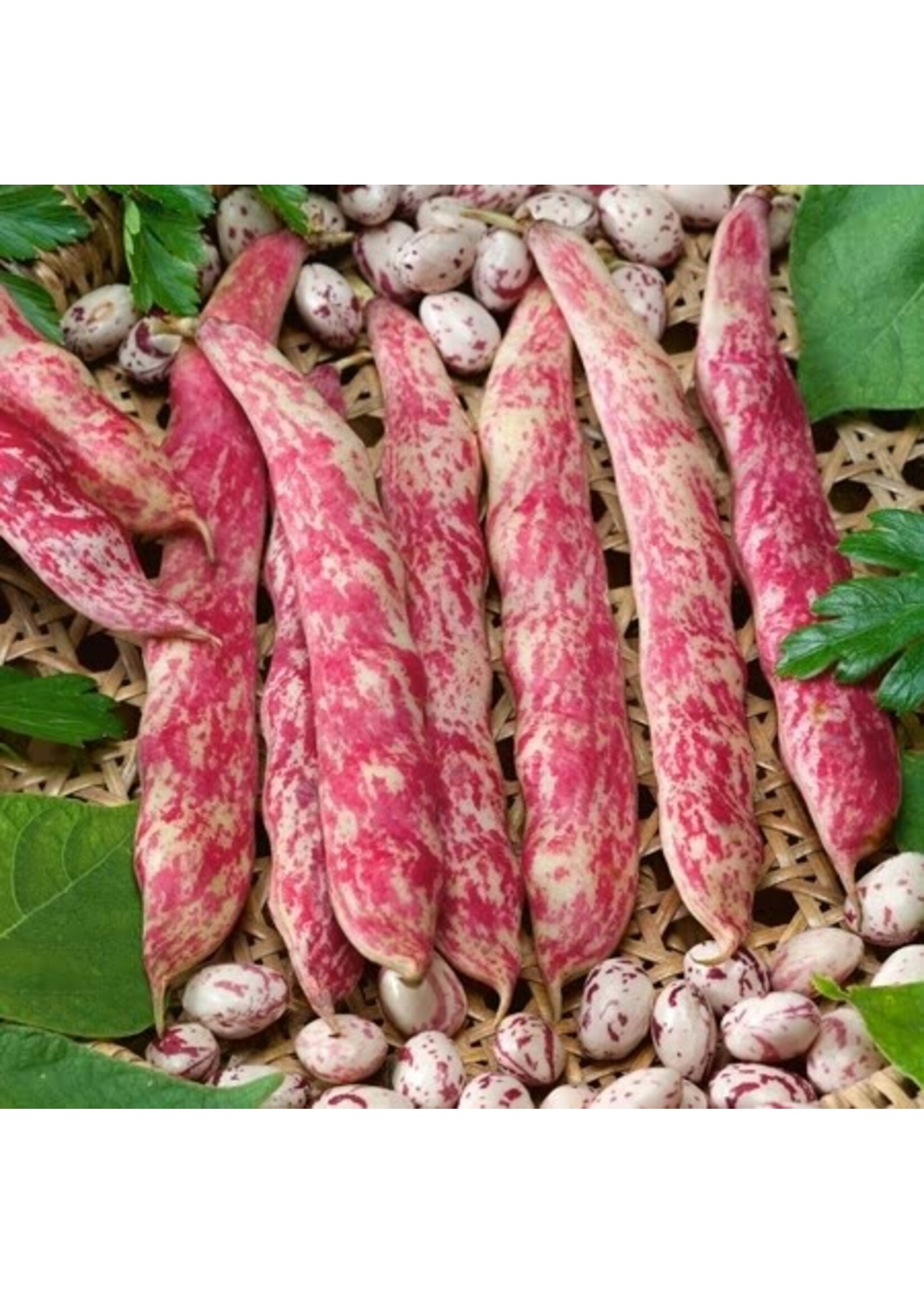 Unwins French Bean (dwarf) Barlotta Lingua Di Fuoco Nano