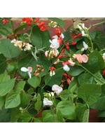 Unwins Runner Bean (dwarf) Sweepstake