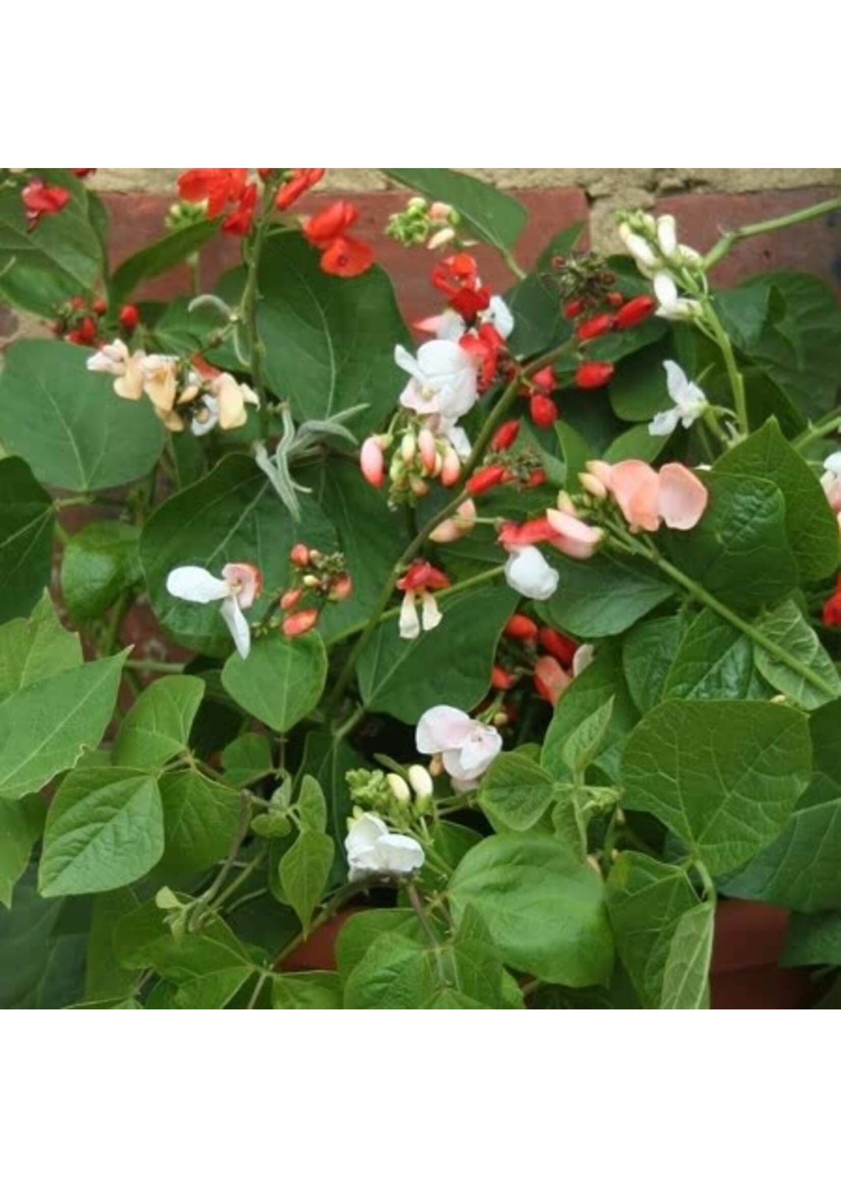 Unwins Runner Bean (dwarf) Sweepstake