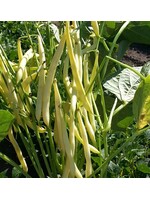 Unwins French Bean (Dwarf) Voltage
