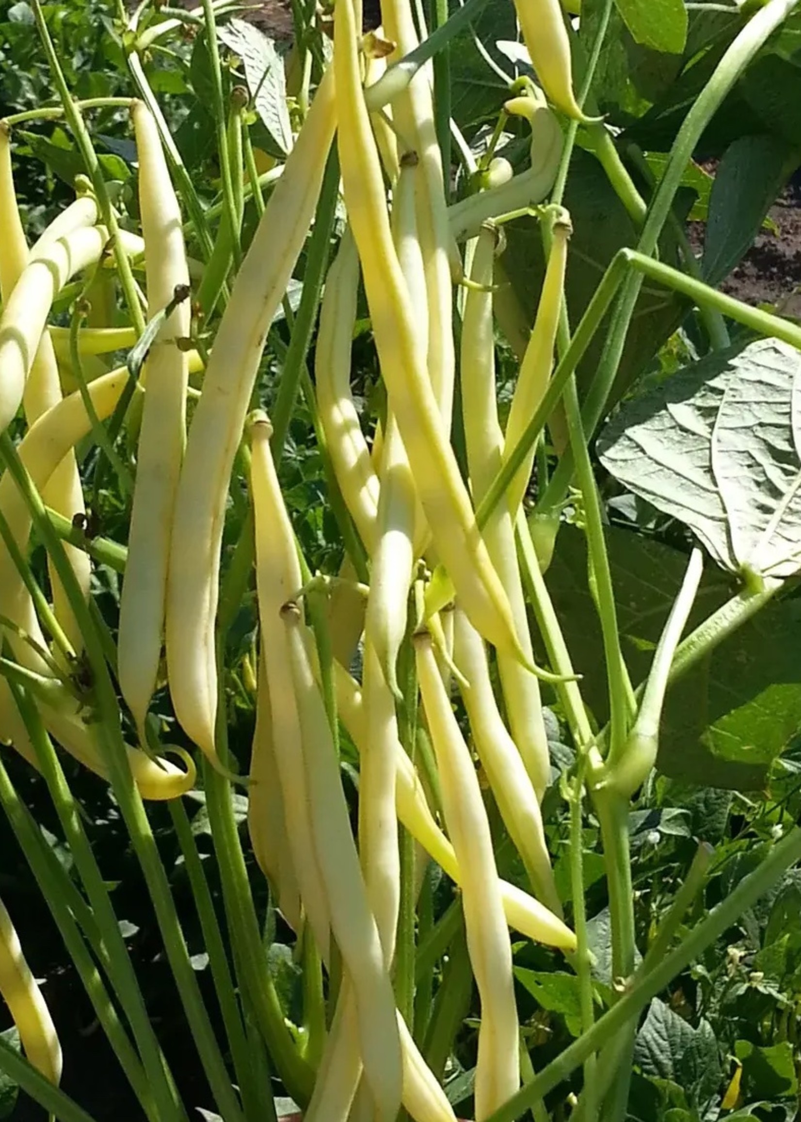 Unwins French Bean (Dwarf) Voltage