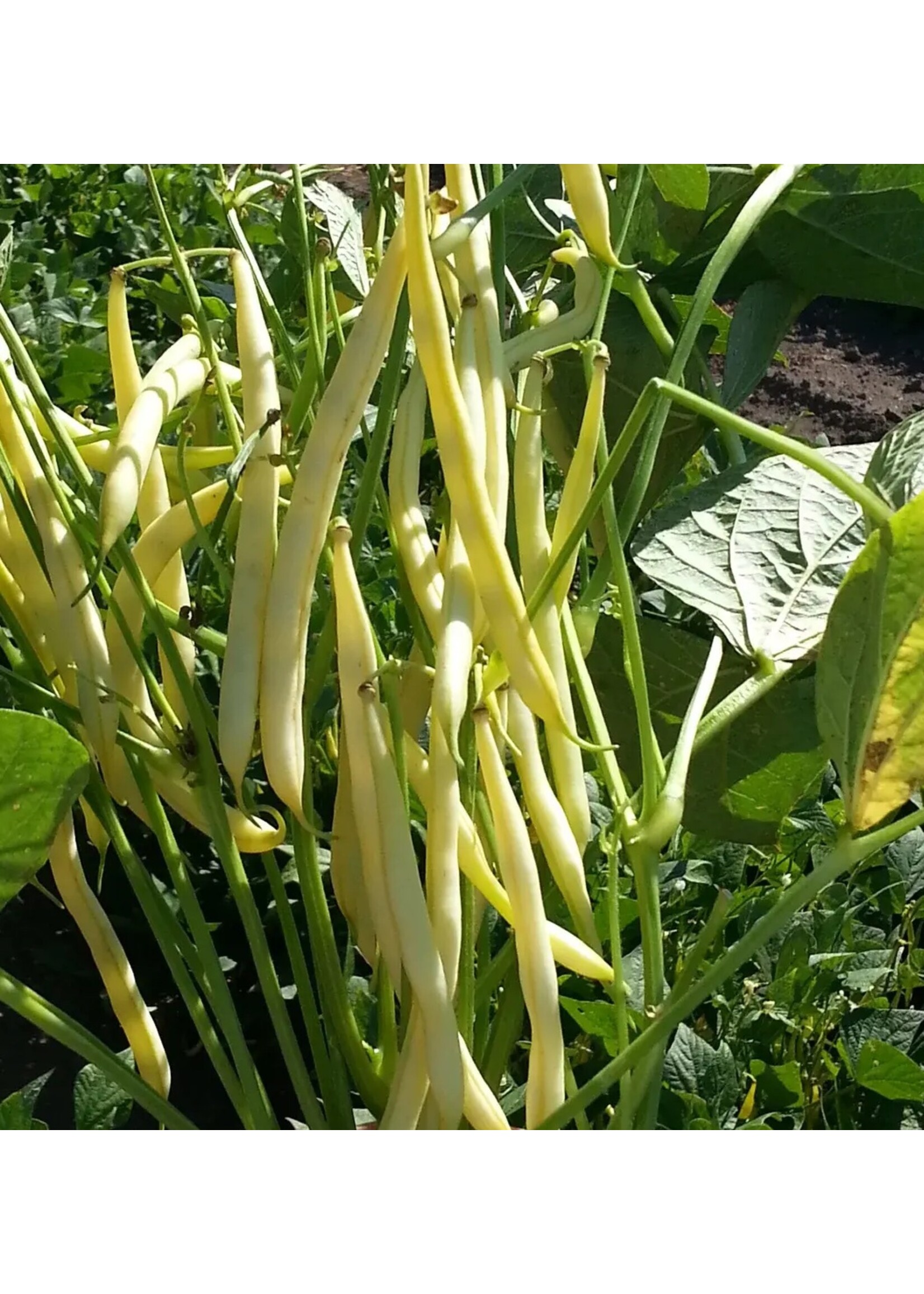 Unwins French Bean (Dwarf) Voltage