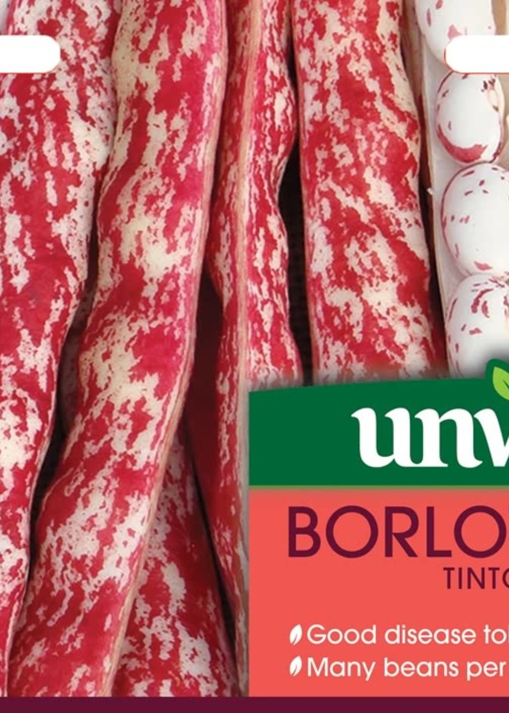 Unwins Borlotti Bean - Tintoretto