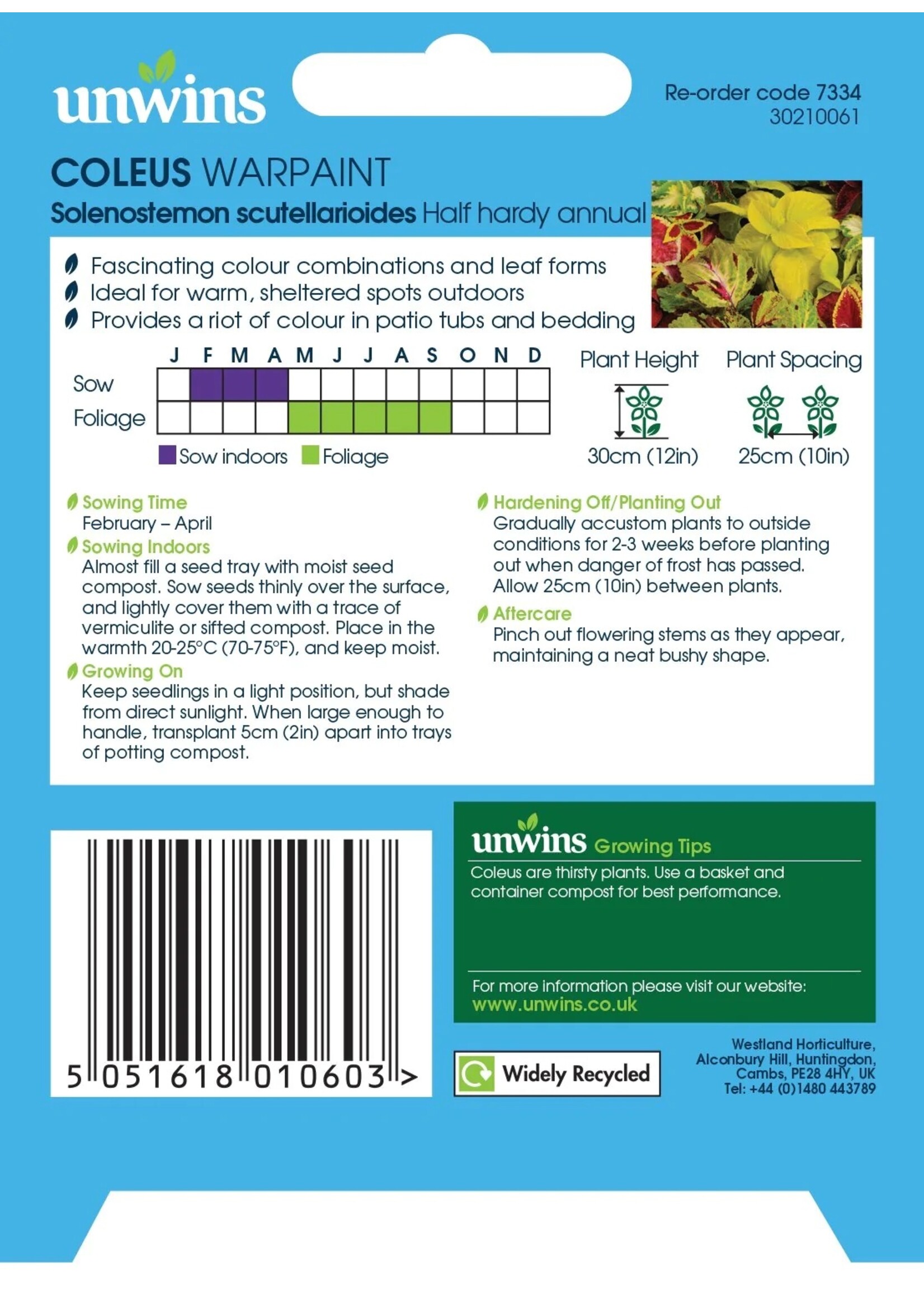 Unwins Coleus - Warpaint