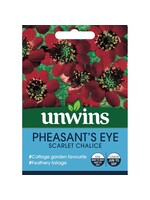 Unwins Pheasants Eye - Scarlet Chalice