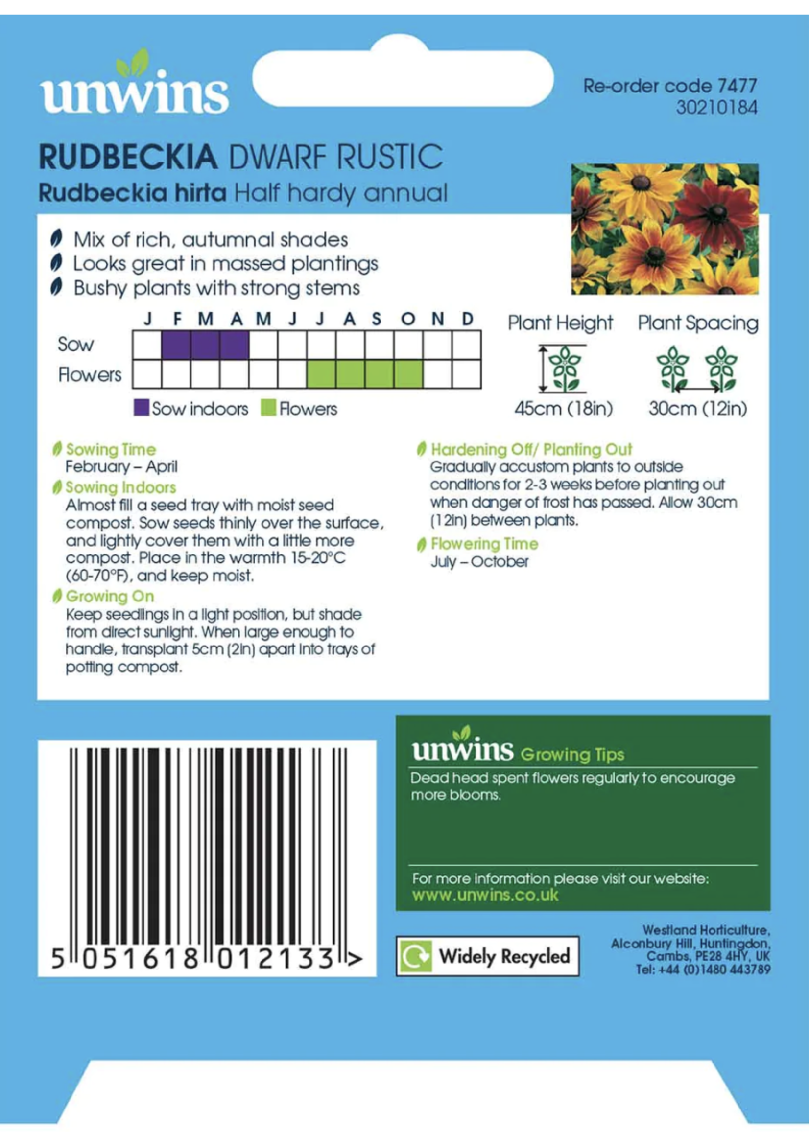 Unwins Rudbeckia (Dwarf) - Rustic