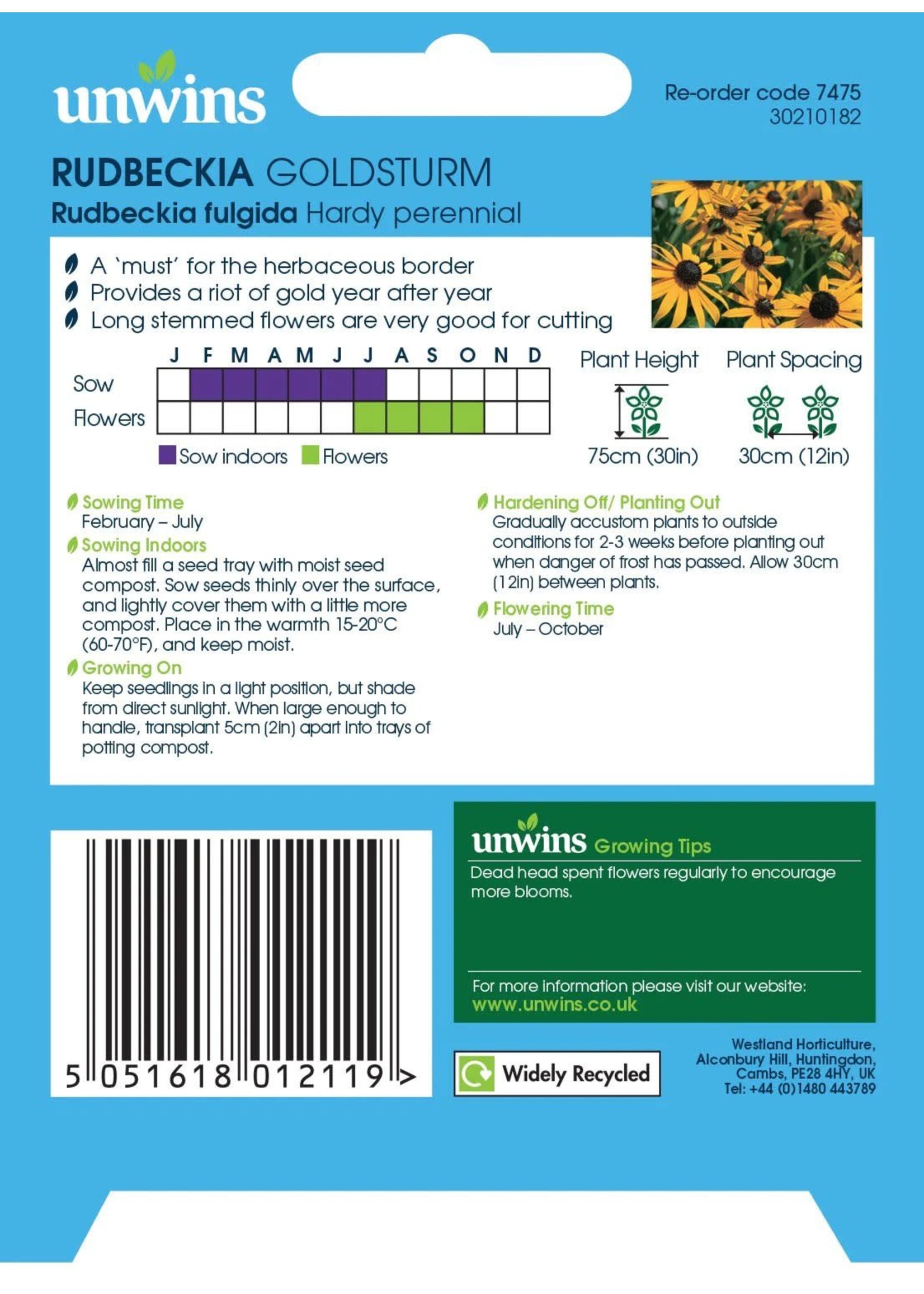 Unwins Rudbeckia - Goldsturm